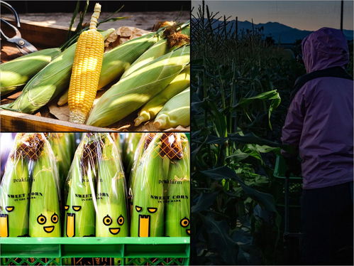 日本甜玉米农产品logo与包装设计案例欣赏